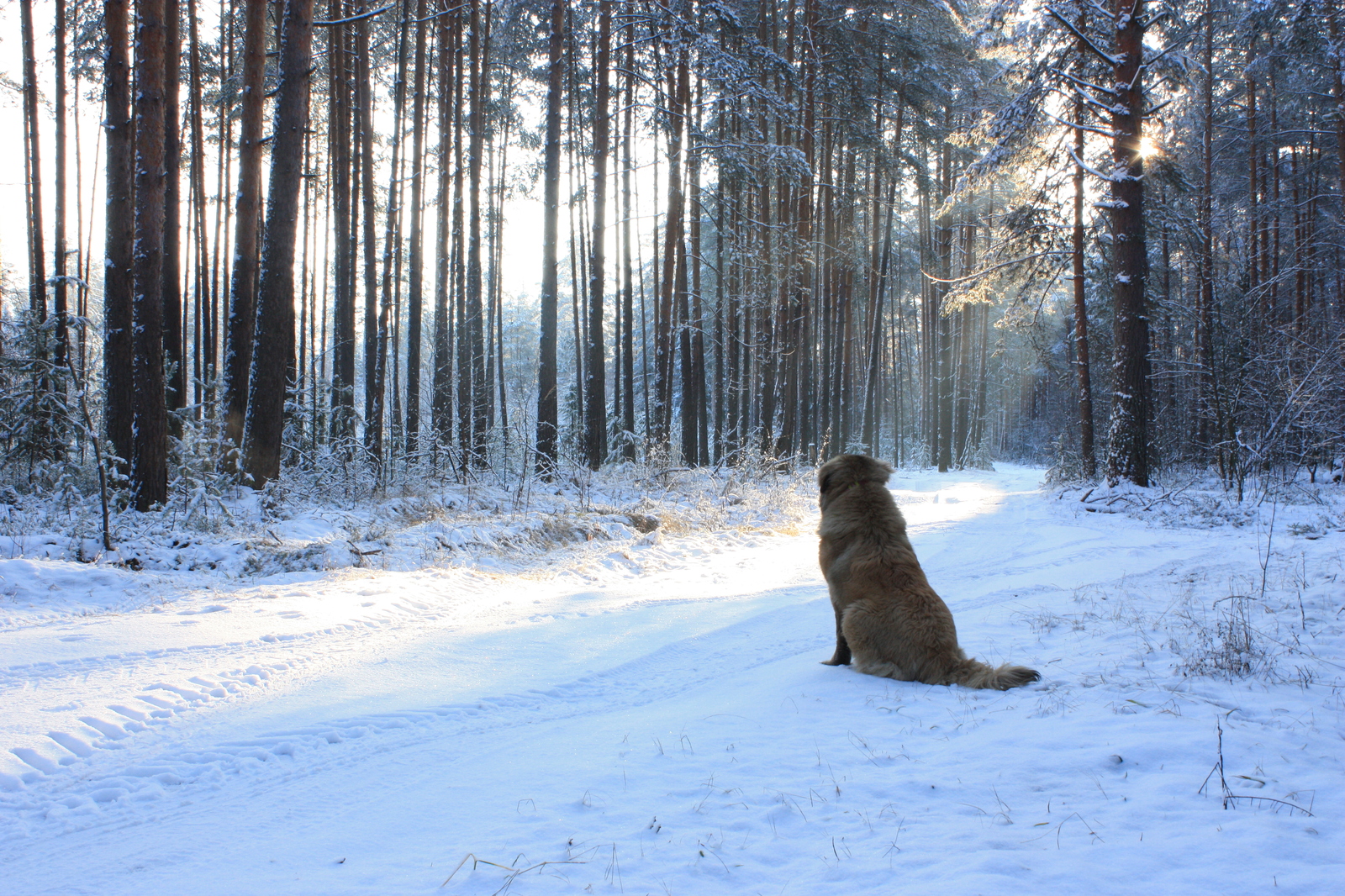 From the walk - My, Caucasian Shepherd Dog, Canon 450d, Canon, Forest, Winter, Dog, Longpost