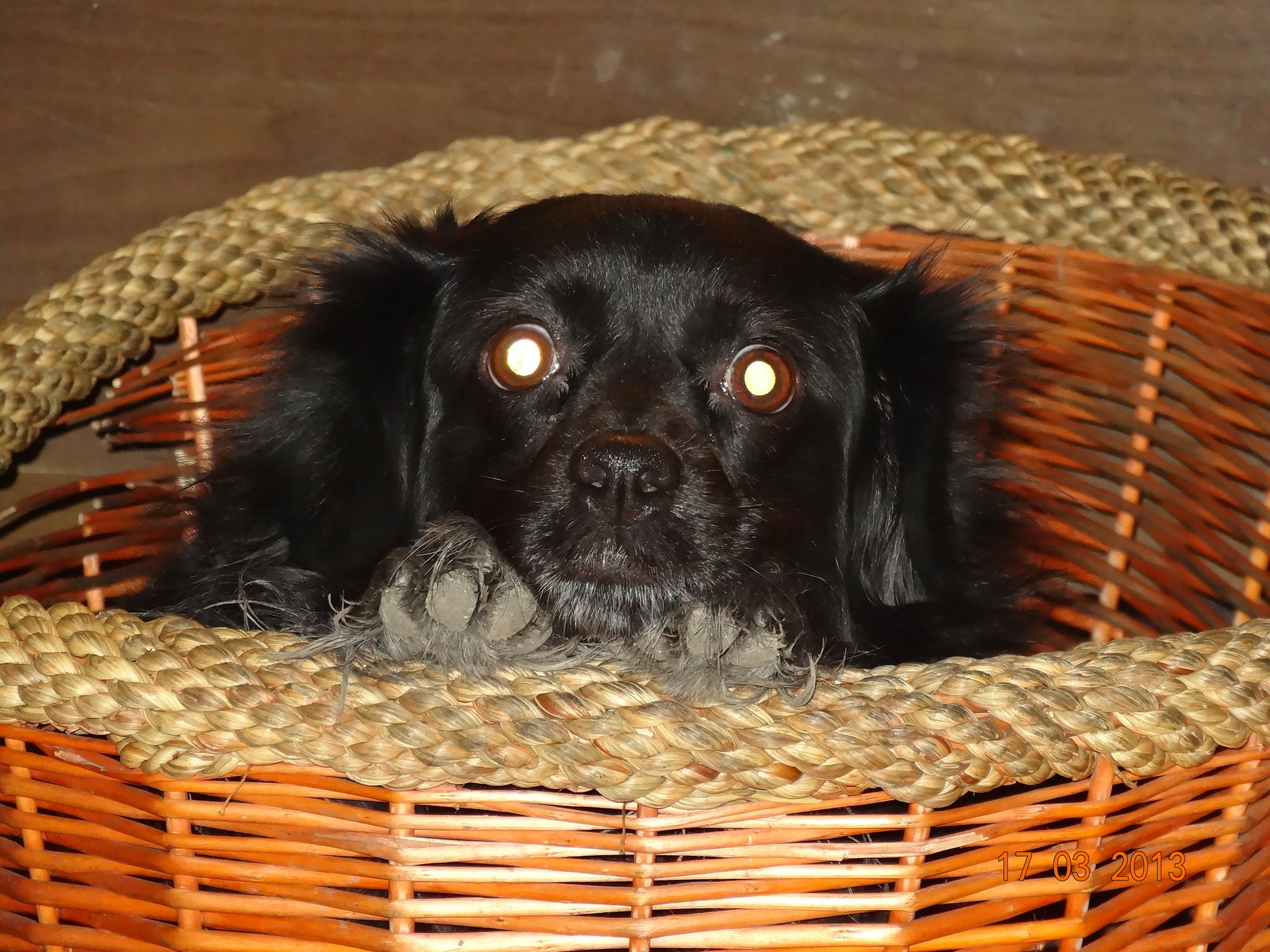 And what, really, my year is coming? - My, Dog, Basket, Peeps out, Funny