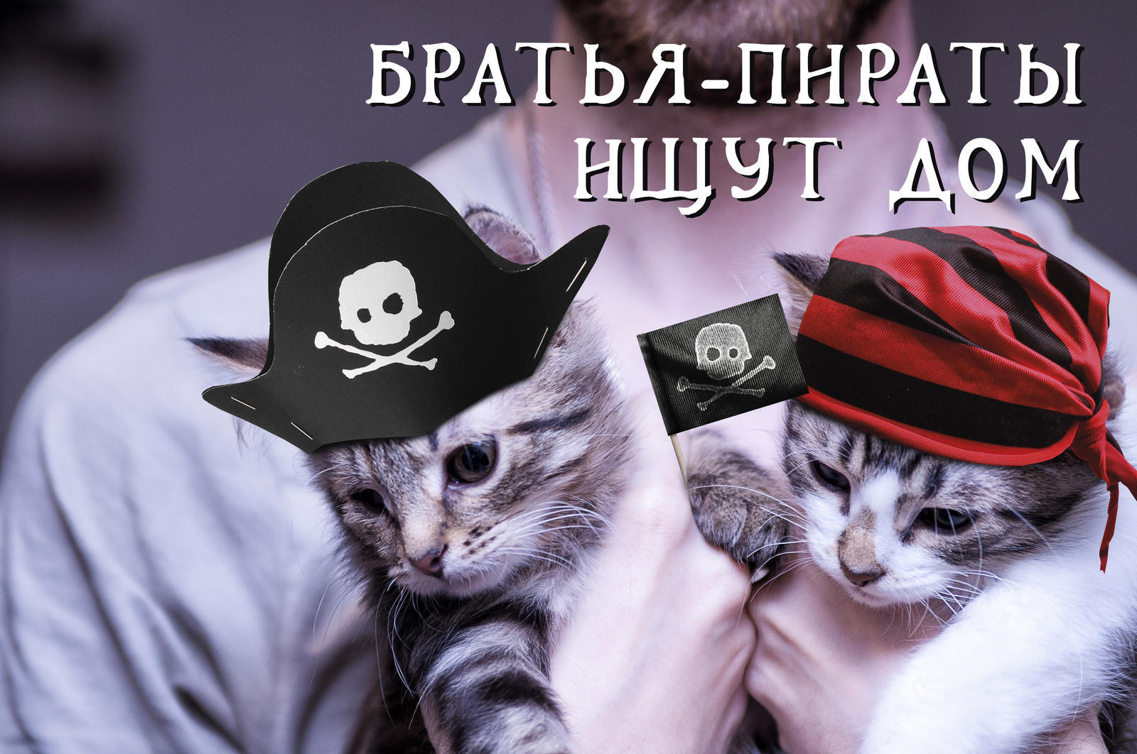 St. Petersburg, pirate brothers are looking for a home! - My, cat, Help, , Helping animals, Animals, Saint Petersburg, Longpost