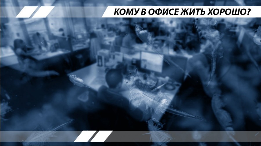 Кому в офисе жить хорошо? - Политика, Длиннопост, Офисный планктон, Офисные истории