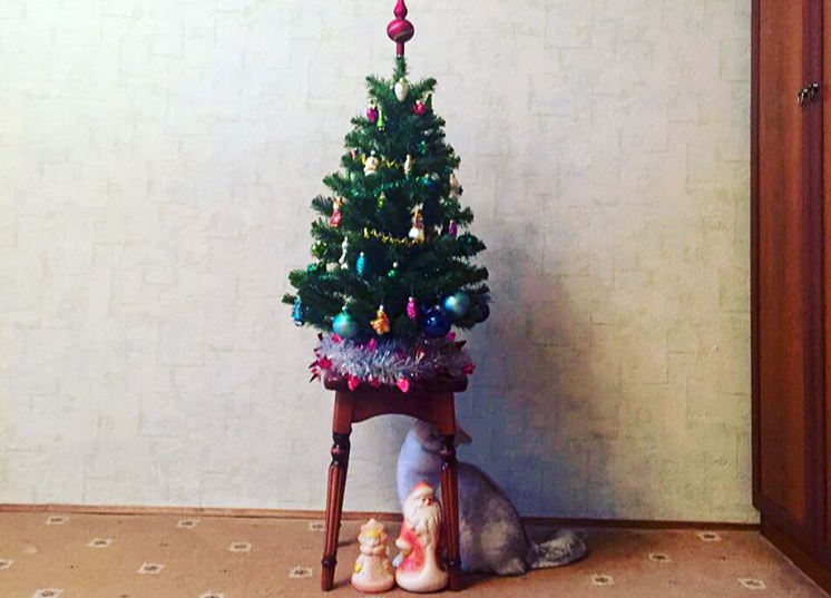 Predictable - cat, Christmas trees, New Year, Not mine, Longpost