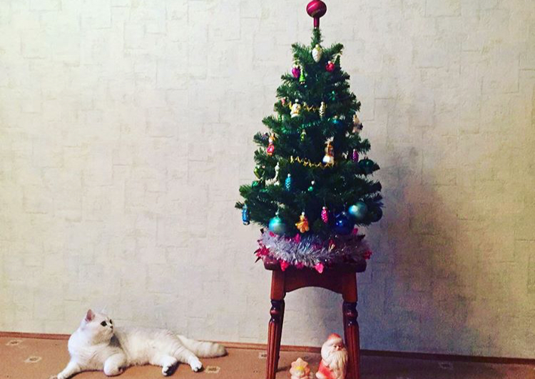 Predictable - cat, Christmas trees, New Year, Not mine, Longpost