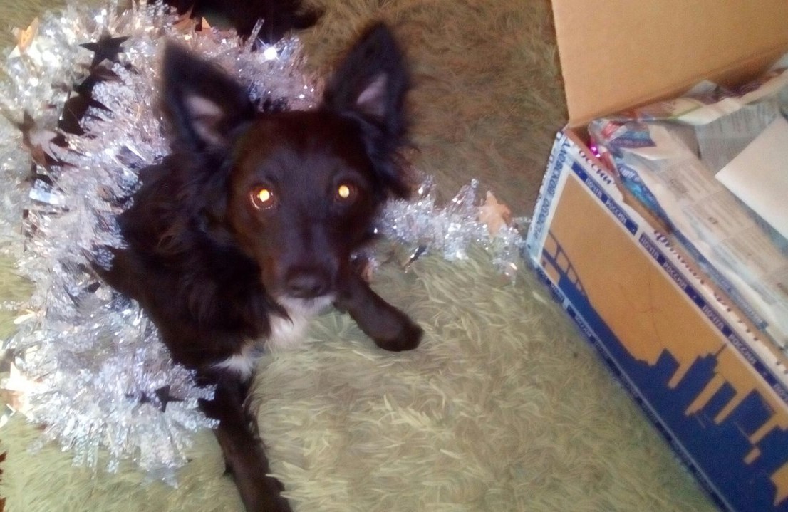 A gift from the Snow Maiden from the Sverdlovsk region - Gift exchange, Secret Santa, Dog, Longpost