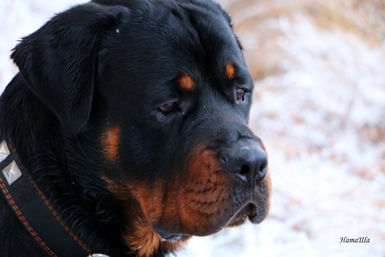 named brother - My, Dog, friendship, Rottweiler, Longpost