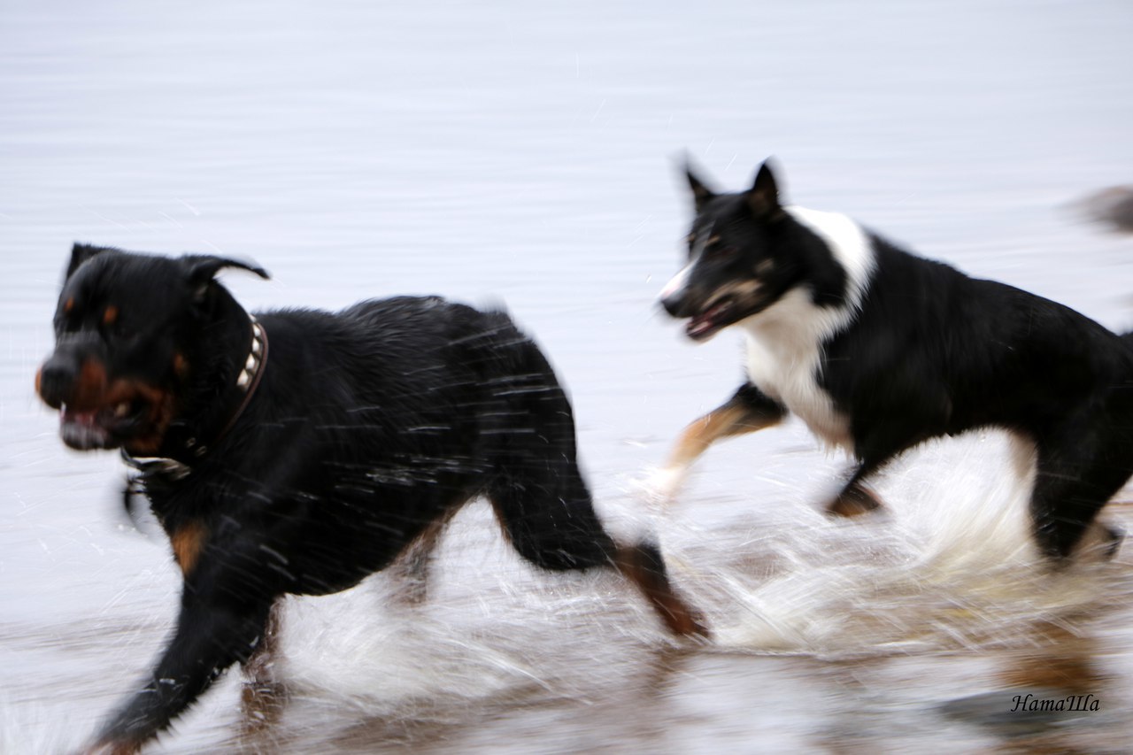 named brother - My, Dog, friendship, Rottweiler, Longpost