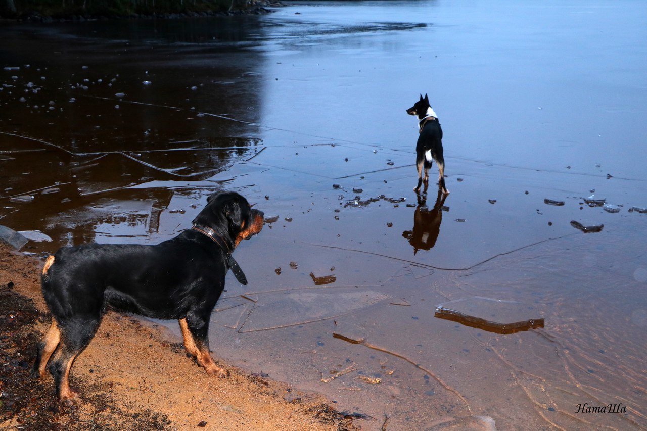 named brother - My, Dog, friendship, Rottweiler, Longpost