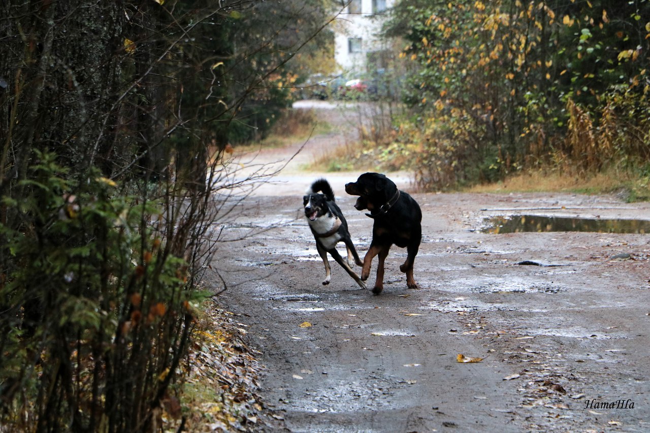 named brother - My, Dog, friendship, Rottweiler, Longpost