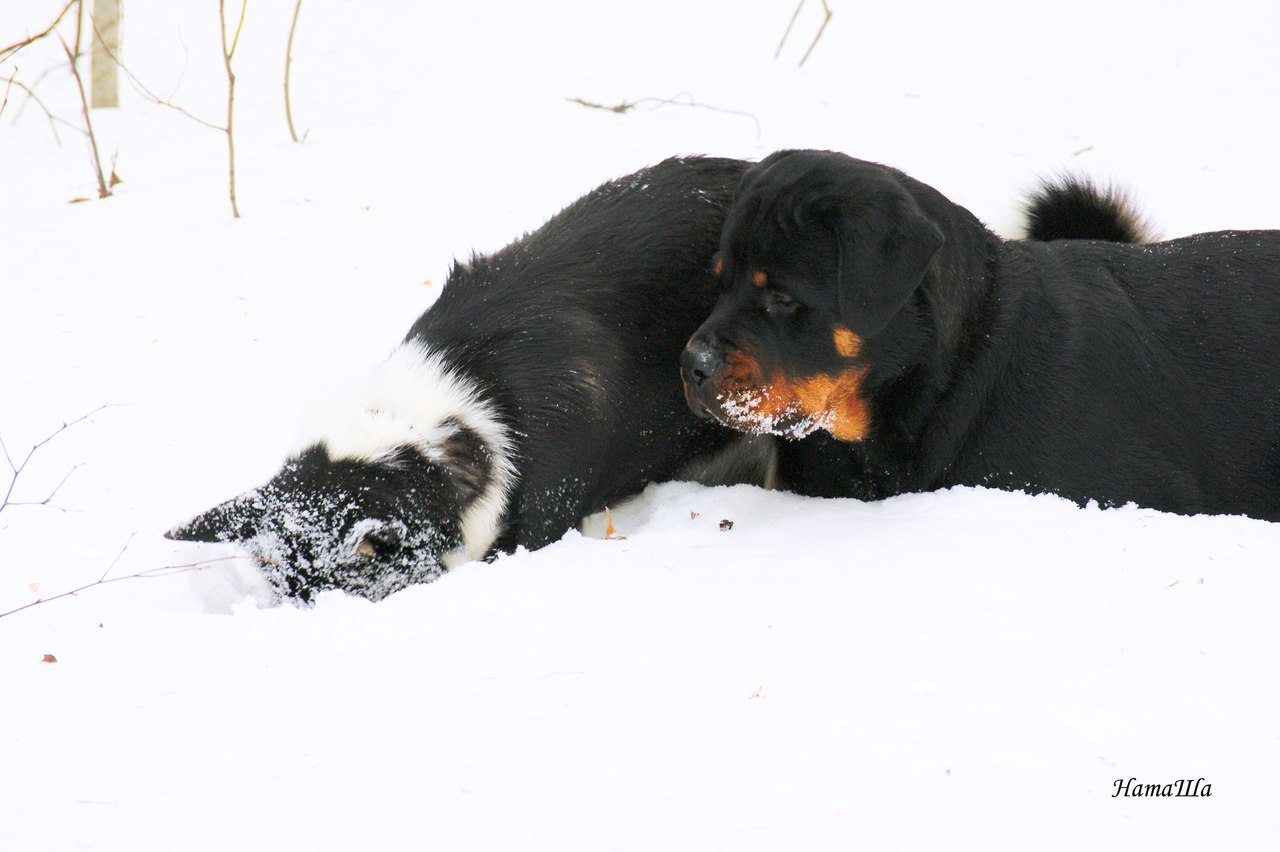 named brother - My, Dog, friendship, Rottweiler, Longpost