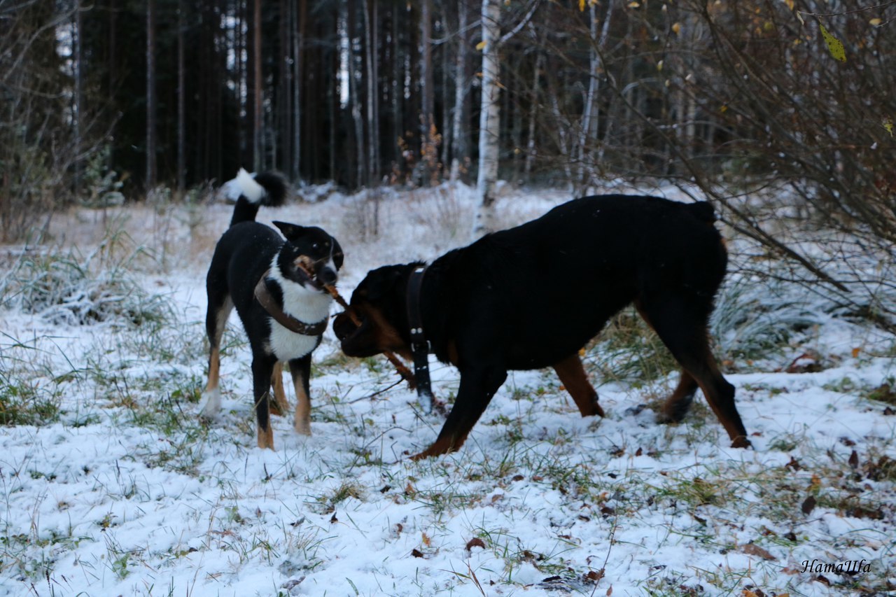 named brother - My, Dog, friendship, Rottweiler, Longpost