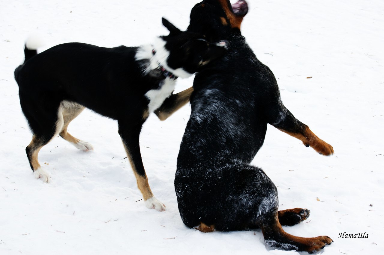 named brother - My, Dog, friendship, Rottweiler, Longpost