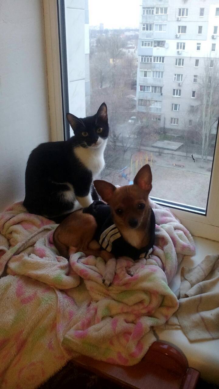 Friends - My, Animals, cat, Chihuahua, Dog, Pets, Longpost