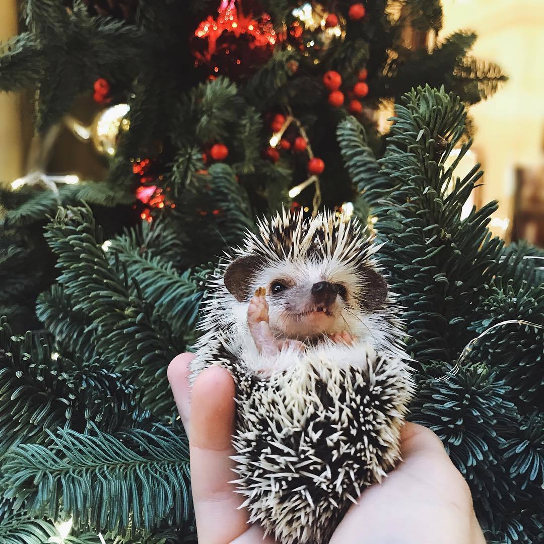 Holiday greetings! - My, Pets, African pygmy hedgehog, Humor, Milota, New Year, Longpost