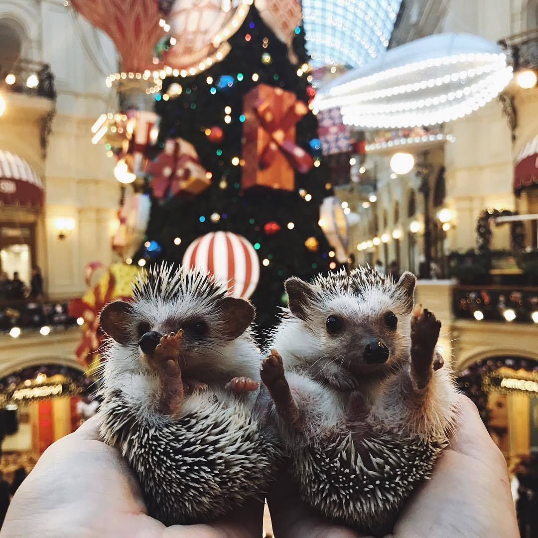 Holiday greetings! - My, Pets, African pygmy hedgehog, Humor, Milota, New Year, Longpost