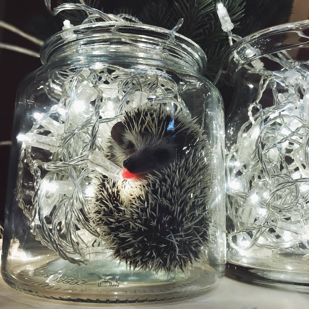 Holiday greetings! - My, Pets, African pygmy hedgehog, Humor, Milota, New Year, Longpost