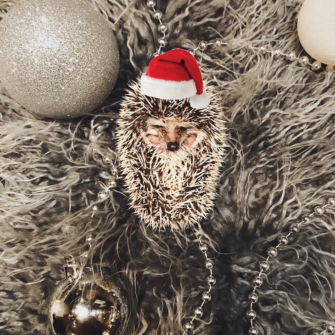 Holiday greetings! - My, Pets, African pygmy hedgehog, Humor, Milota, New Year, Longpost