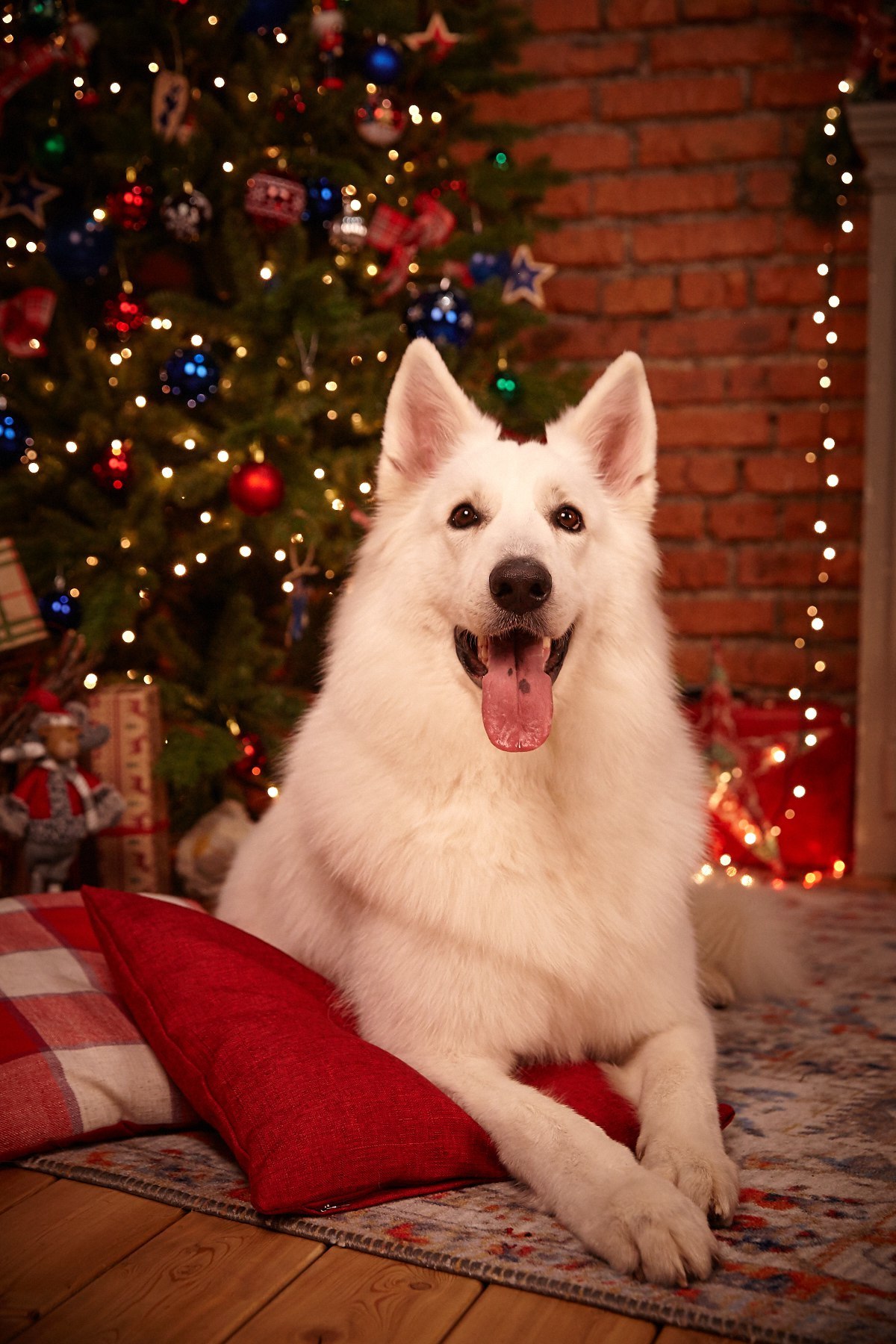 The holiday comes to us :) - My, Dog, White swiss shepherd, New Year, The photo