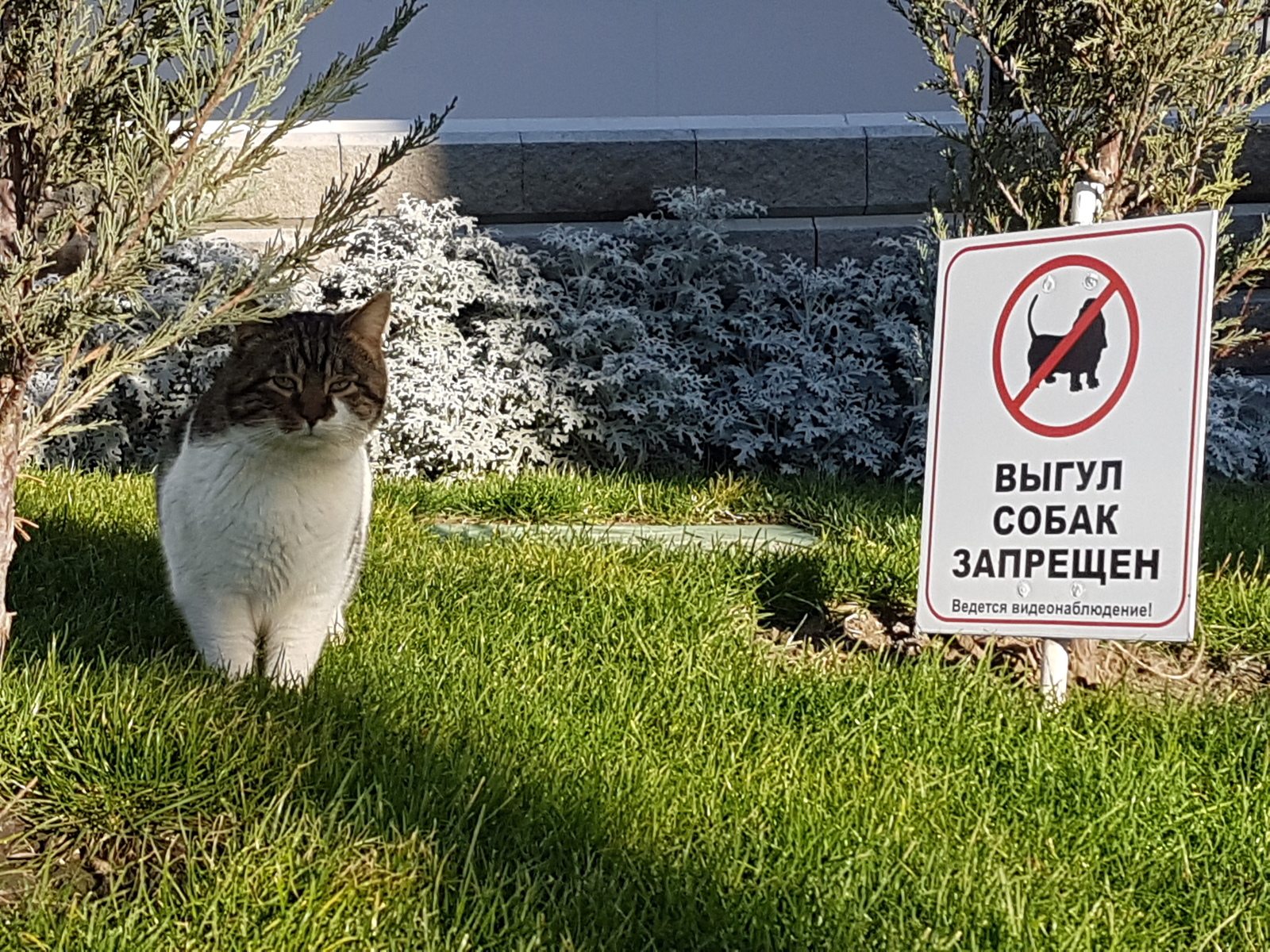 The cat on the lawn. My. - My, cat, Humor, Good mood