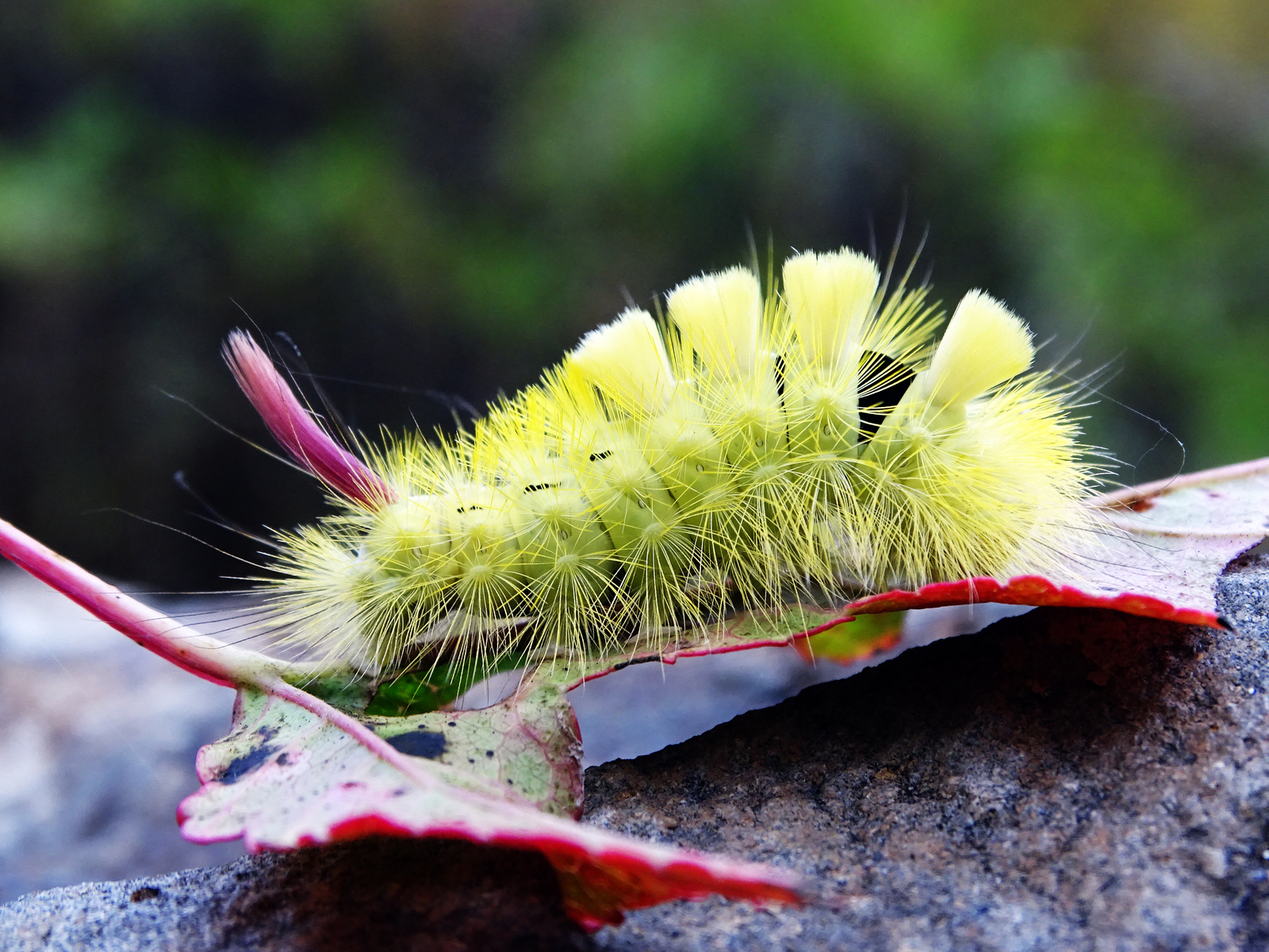 Meeting with unusual caterpillars on the extinct volcano Senkin's hat. - My, Macro photography, Caterpillar, Primorsky Krai, Oktyabrsky District, Senkina hat, Longpost