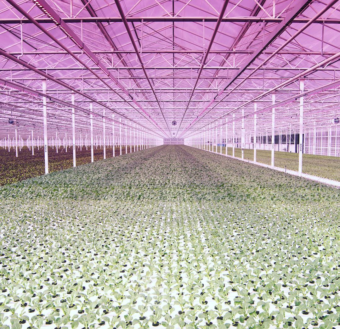 Greenhouses in the Netherlands - Greenhouse, Netherlands, Netherlands (Holland)