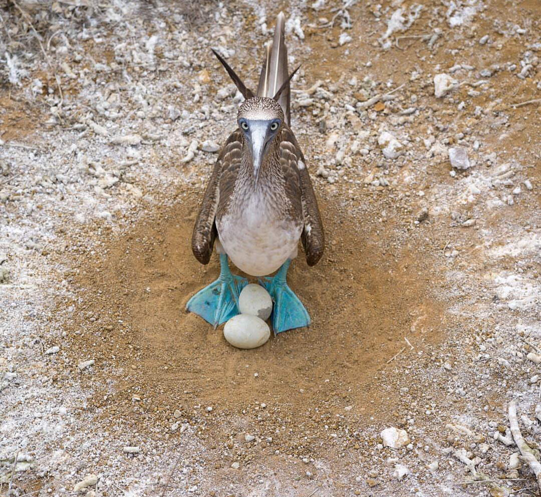 blue paws - Paws, Blue, Booby