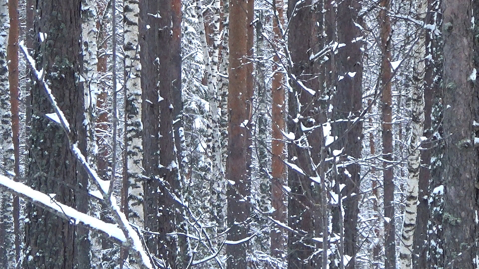 Зима Фото Красивый Лес