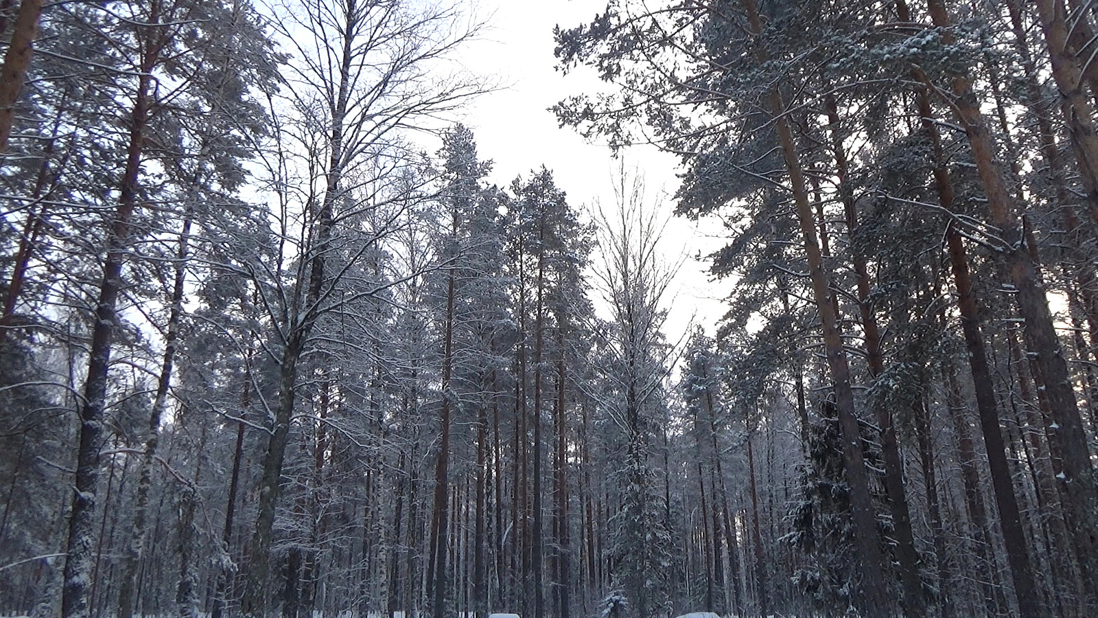 Медведевский лес Орел фото зима
