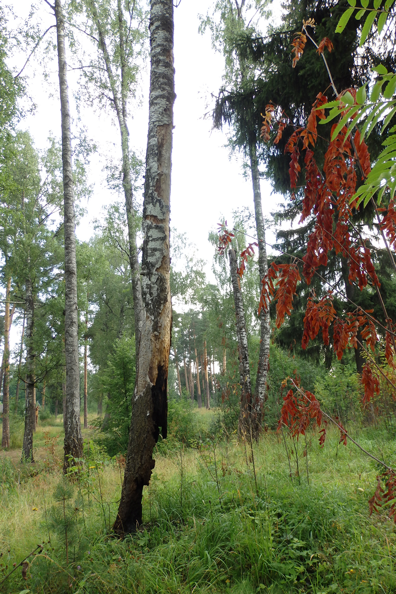 Burned - did not fall - My, The photo, Nature, Longpost