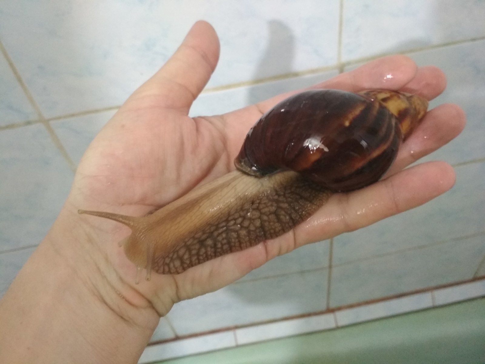 Ulyana Andreevna in the bathroom - My, Snail, Archahatine, Ulyana