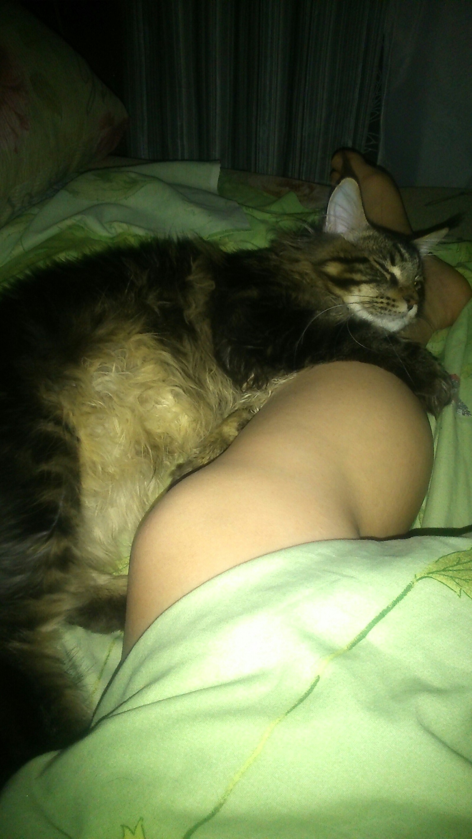 What to do at five in the morning? - My, cat, Morning, Scratching, Maine Coon, Longpost