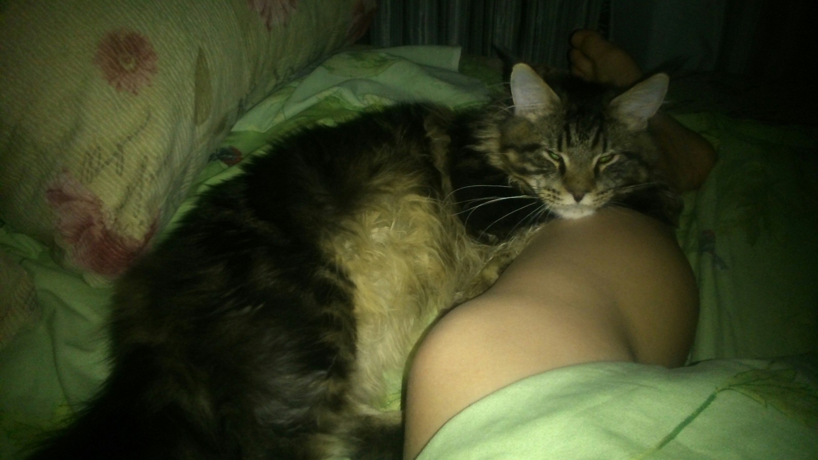 What to do at five in the morning? - My, cat, Morning, Scratching, Maine Coon, Longpost