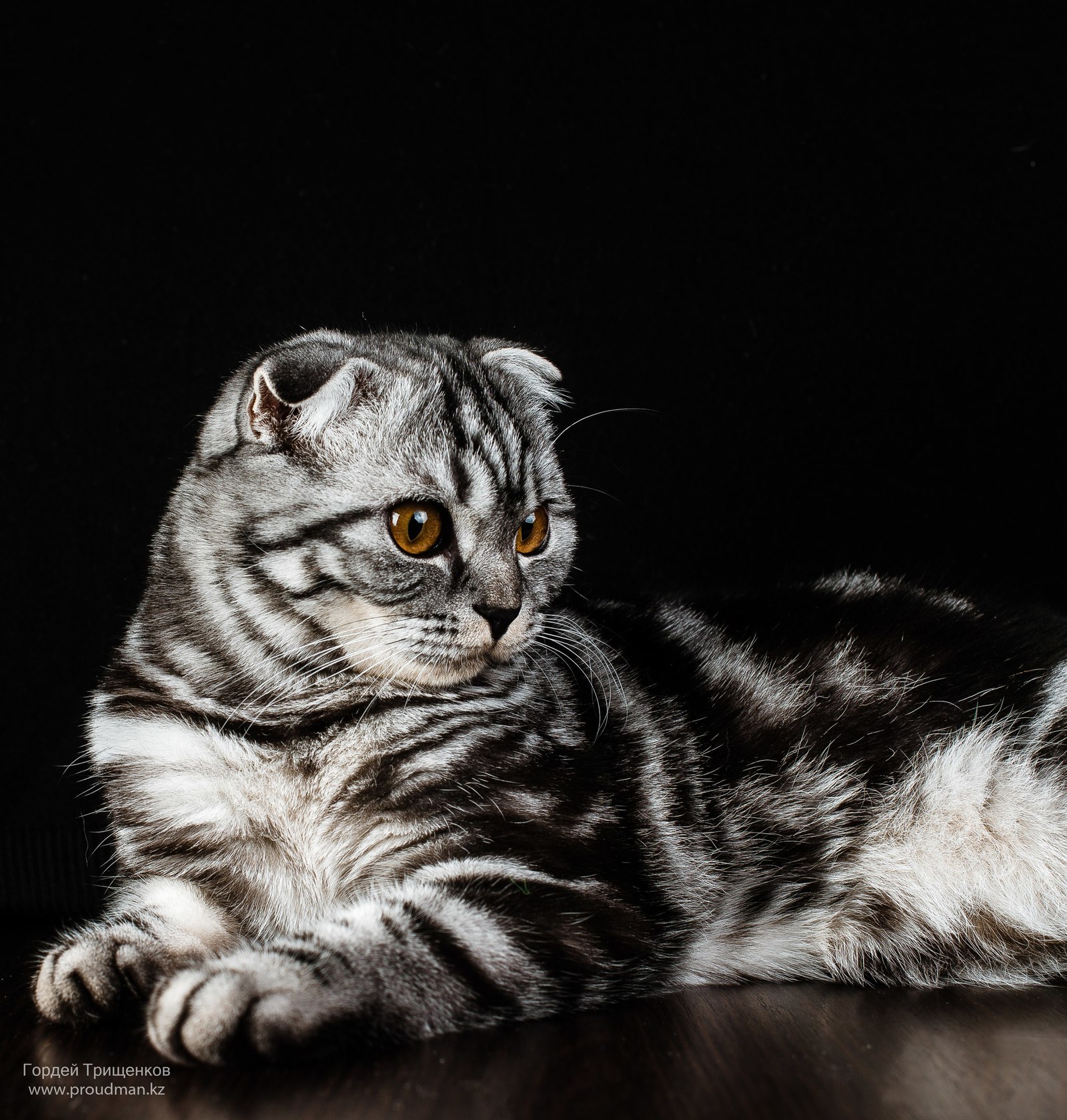 First trials with subject photography - My, cat, The photo, Object shooting, Studio, Nikon, Longpost