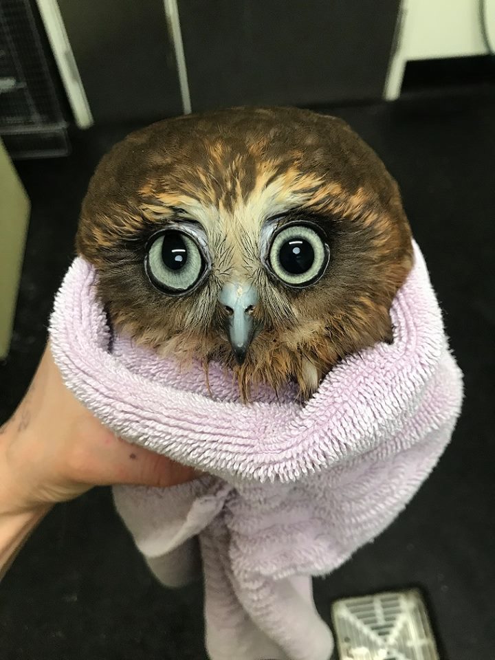 rescued owl - Owl, Australia