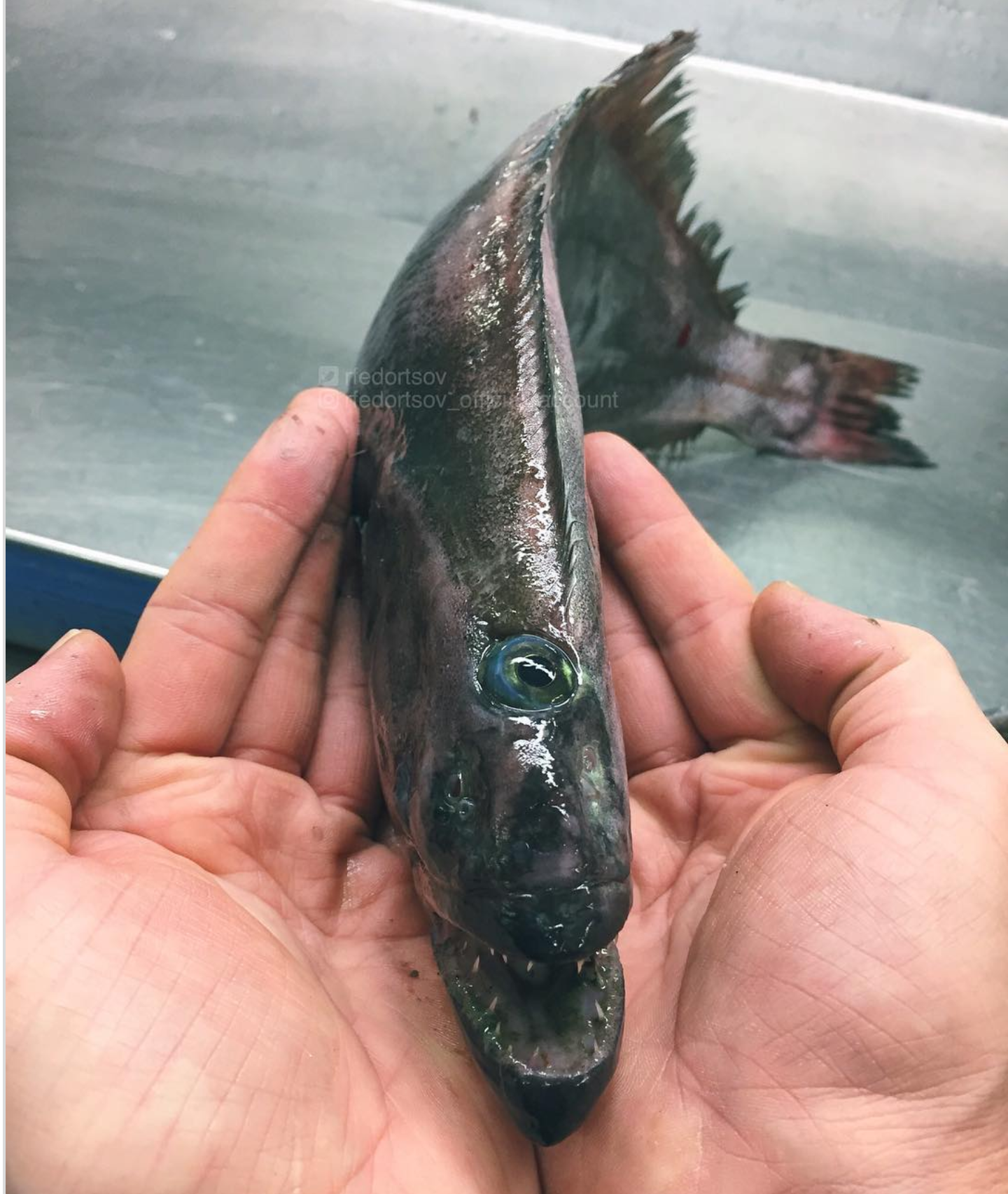 Fantastic Beasts: the continuation of a selection of pictures of strange fish from the Murmansk sailor's Instagram - Deep sea, Not mine, Longpost, Tjournal