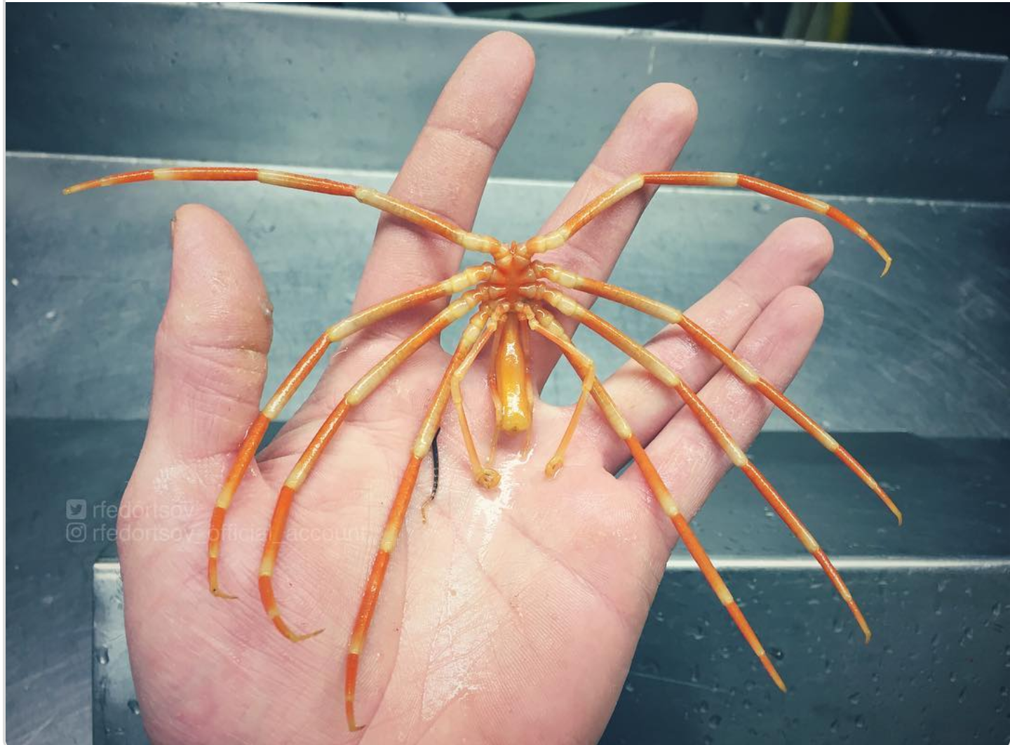 Fantastic Beasts: the continuation of a selection of pictures of strange fish from the Murmansk sailor's Instagram - Deep sea, Not mine, Longpost, Tjournal