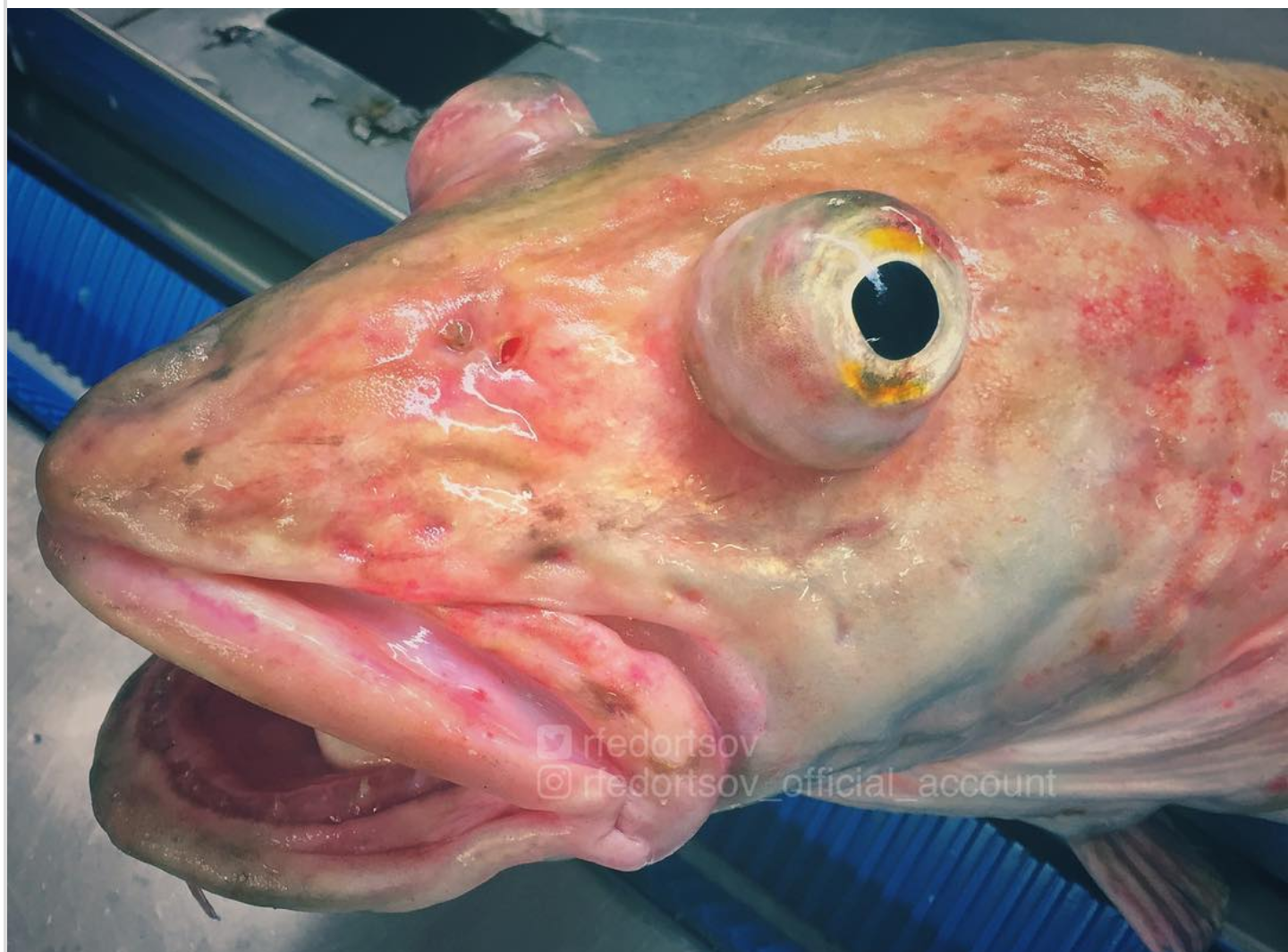 Fantastic Beasts: the continuation of a selection of pictures of strange fish from the Murmansk sailor's Instagram - Deep sea, Not mine, Longpost, Tjournal