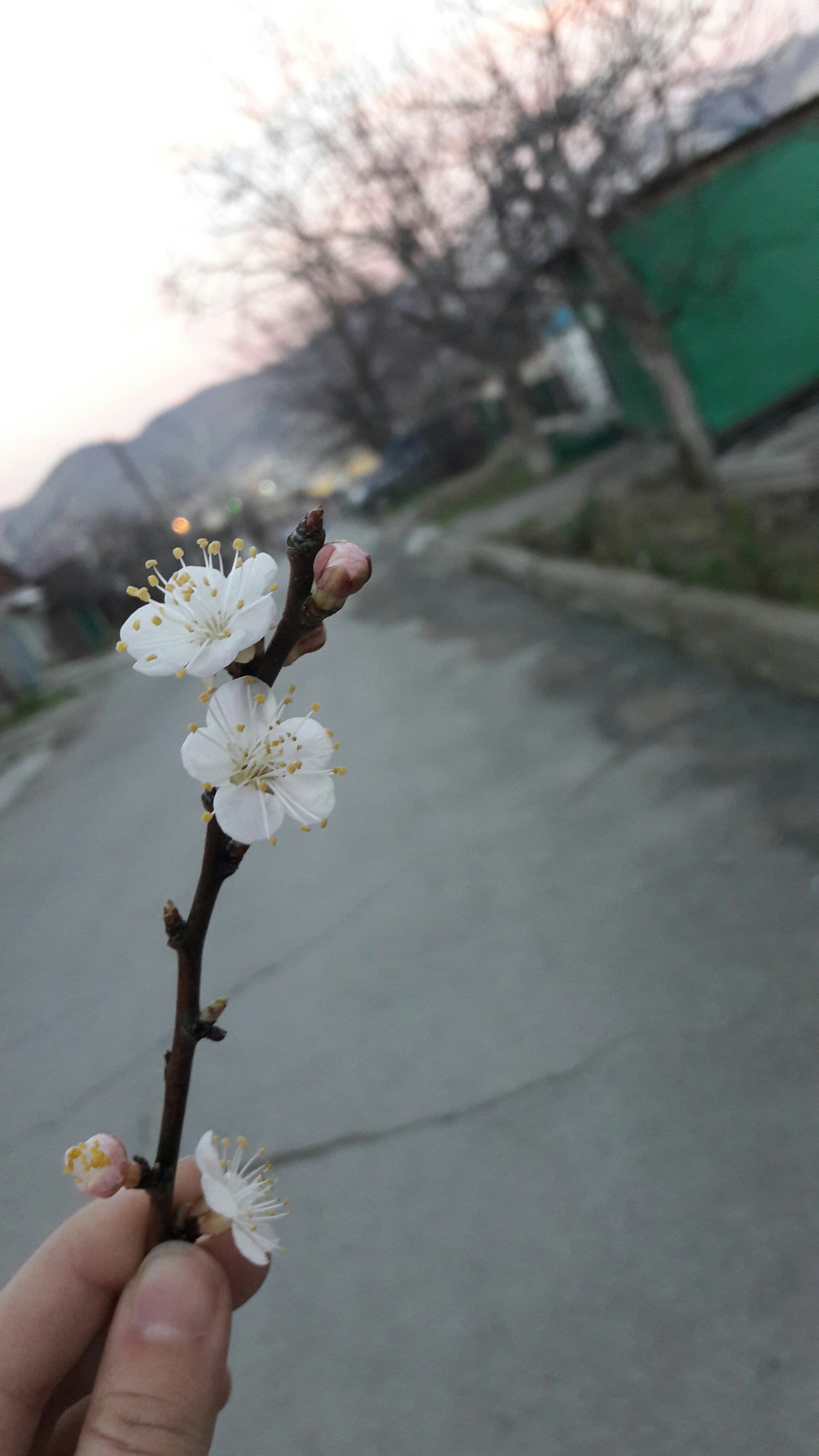 Winter in Novorossiysk - My, Novorossiysk, Winter, Flowers, Cold