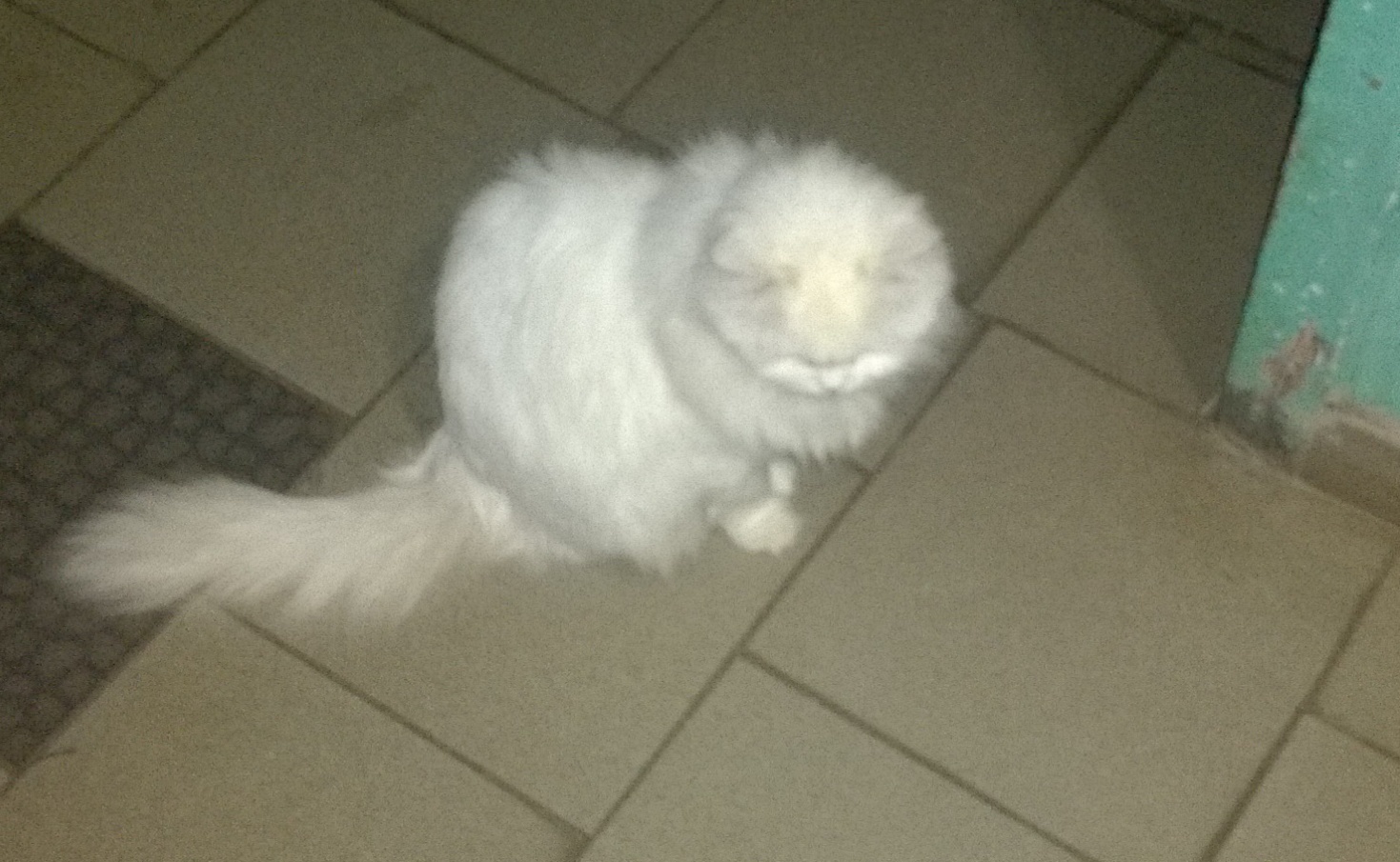 Found a cat. Lost or runaway, I can’t believe that such a cat could be kicked out ... - Foundling, Found a cat, Krasnodar, Lost, Longpost, cat, Help, In good hands, Helping animals