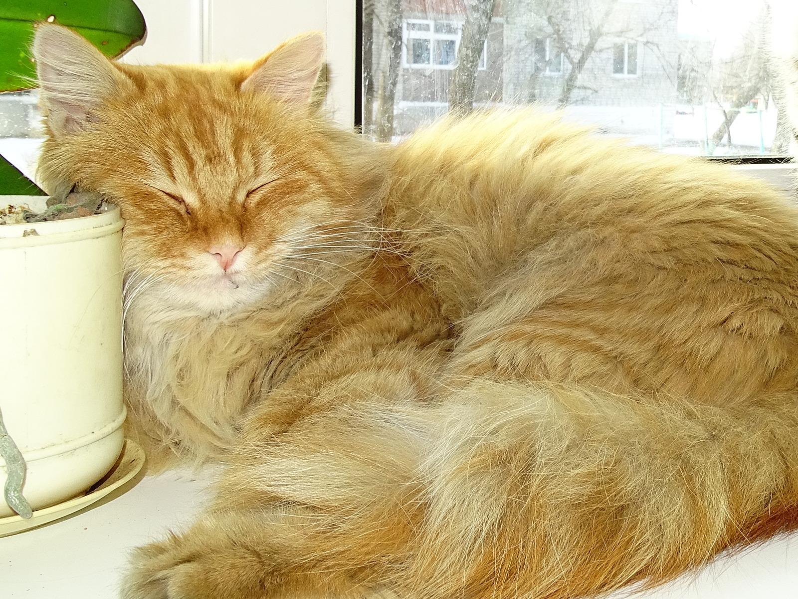 Ginger, in a dream and in reality. - My, cat, Redheads, Pokrovka, Primorsky Krai, Longpost