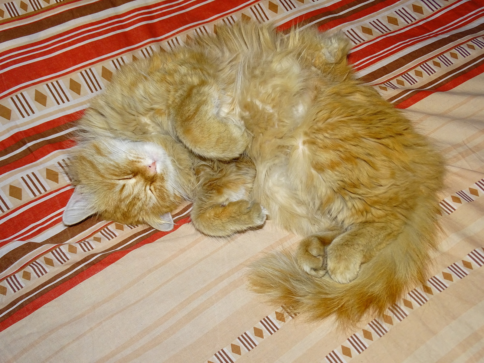 Ginger, in a dream and in reality. - My, cat, Redheads, Pokrovka, Primorsky Krai, Longpost