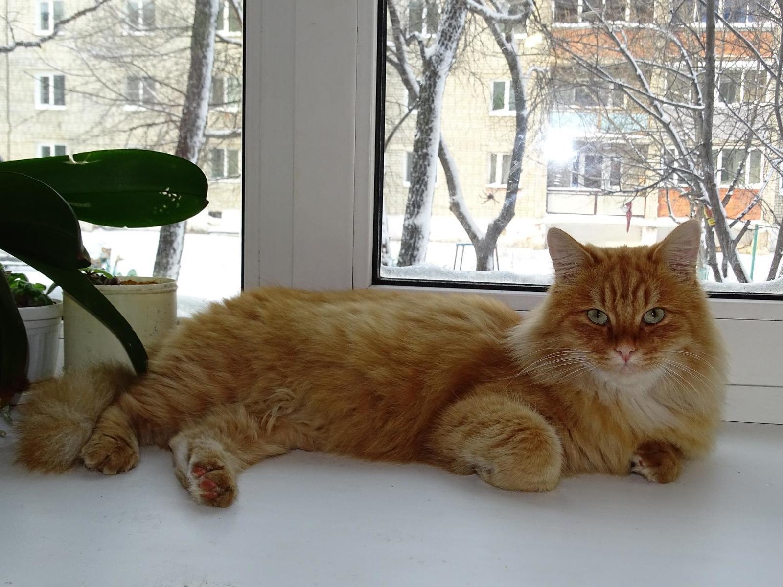 Ginger, in a dream and in reality. - My, cat, Redheads, Pokrovka, Primorsky Krai, Longpost