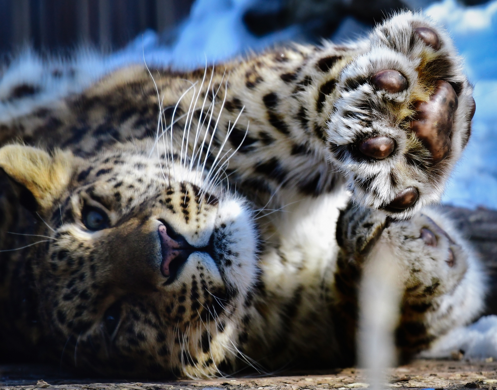 In the seaside national park, they believe that a motorist stole prey from the Far Eastern leopard - My, Leopard, wildlife, Mining, Primorsky Krai, Дальний Восток, Longpost