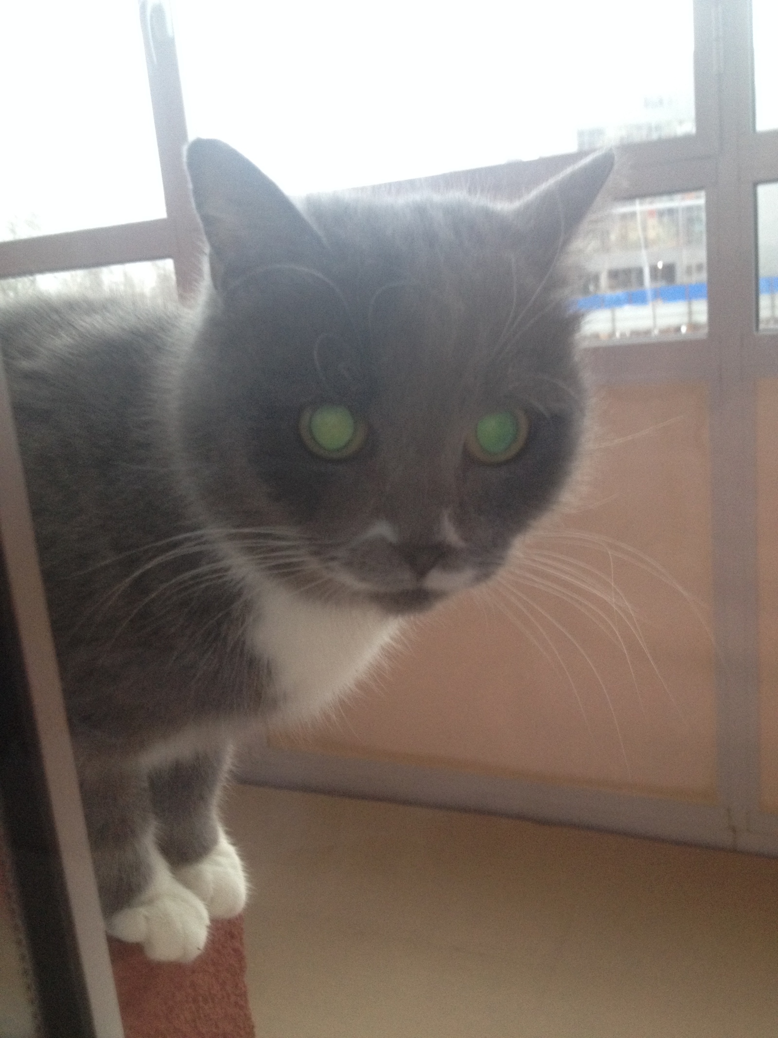 URGENTLY!!! - cat, Foundling, Help me find