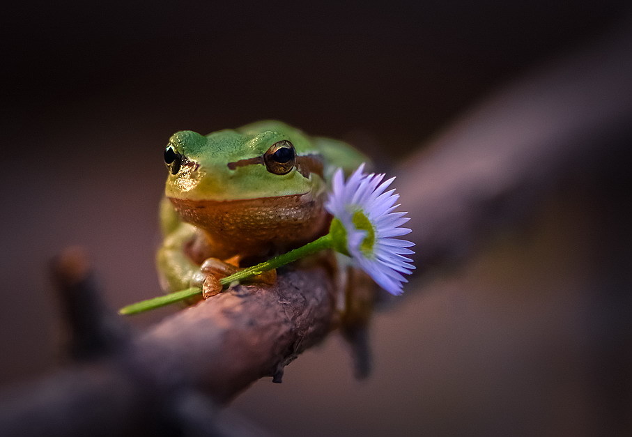 Природа и ее маленькие обитатели =) - Улитка, Лягушки, Богомол, Грибы, Природа, Не мое, Змея, Длиннопост