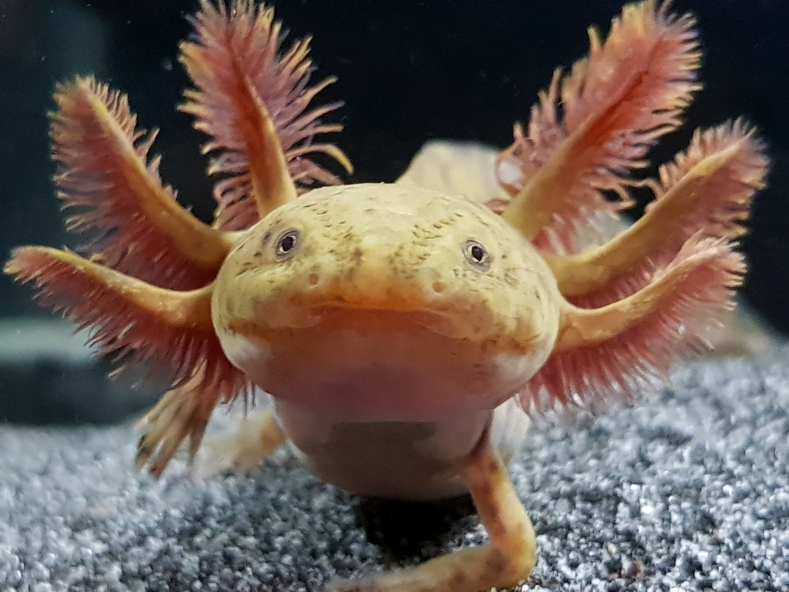 Aquarium animal axolotl - Aquarium, Aquarium