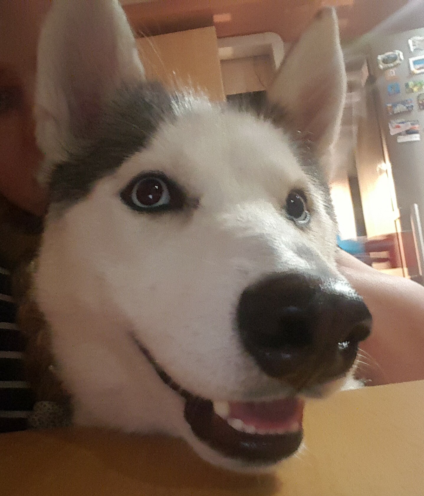 My furry demons - My, Husky, Year of the dog, Demons among us, Longpost