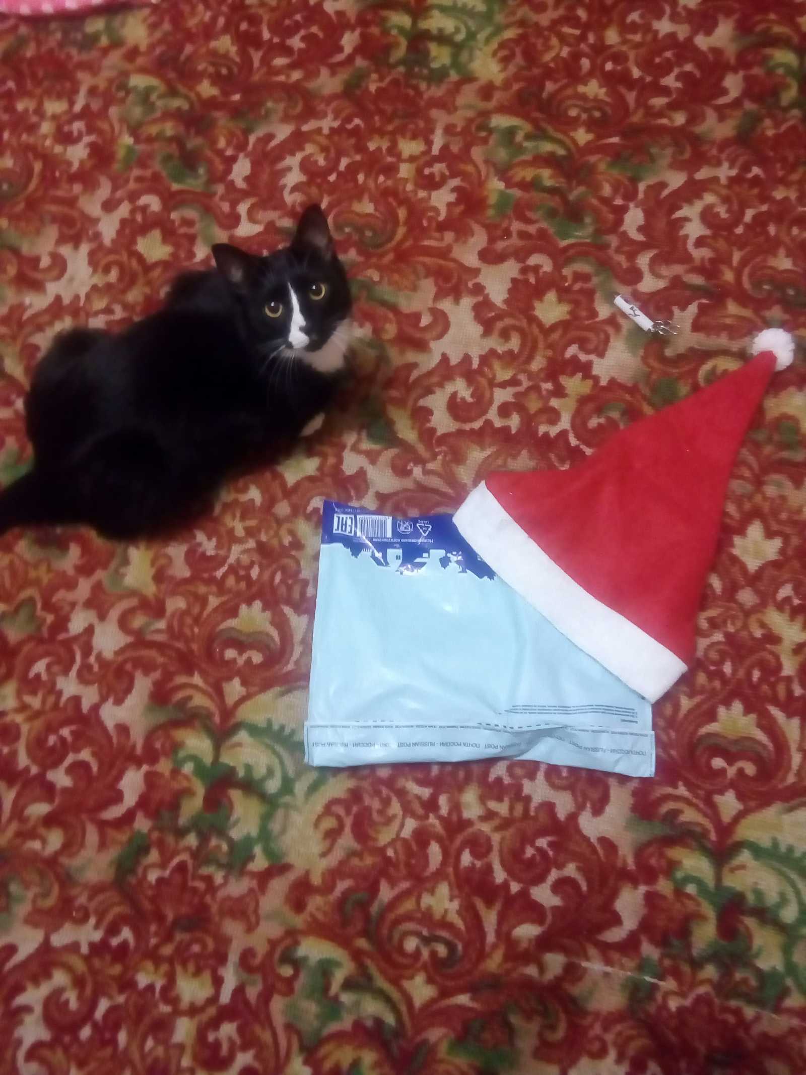 Santa Claus from Shelekhov - Gift exchange, Father Frost, cat, Thank you, Longpost