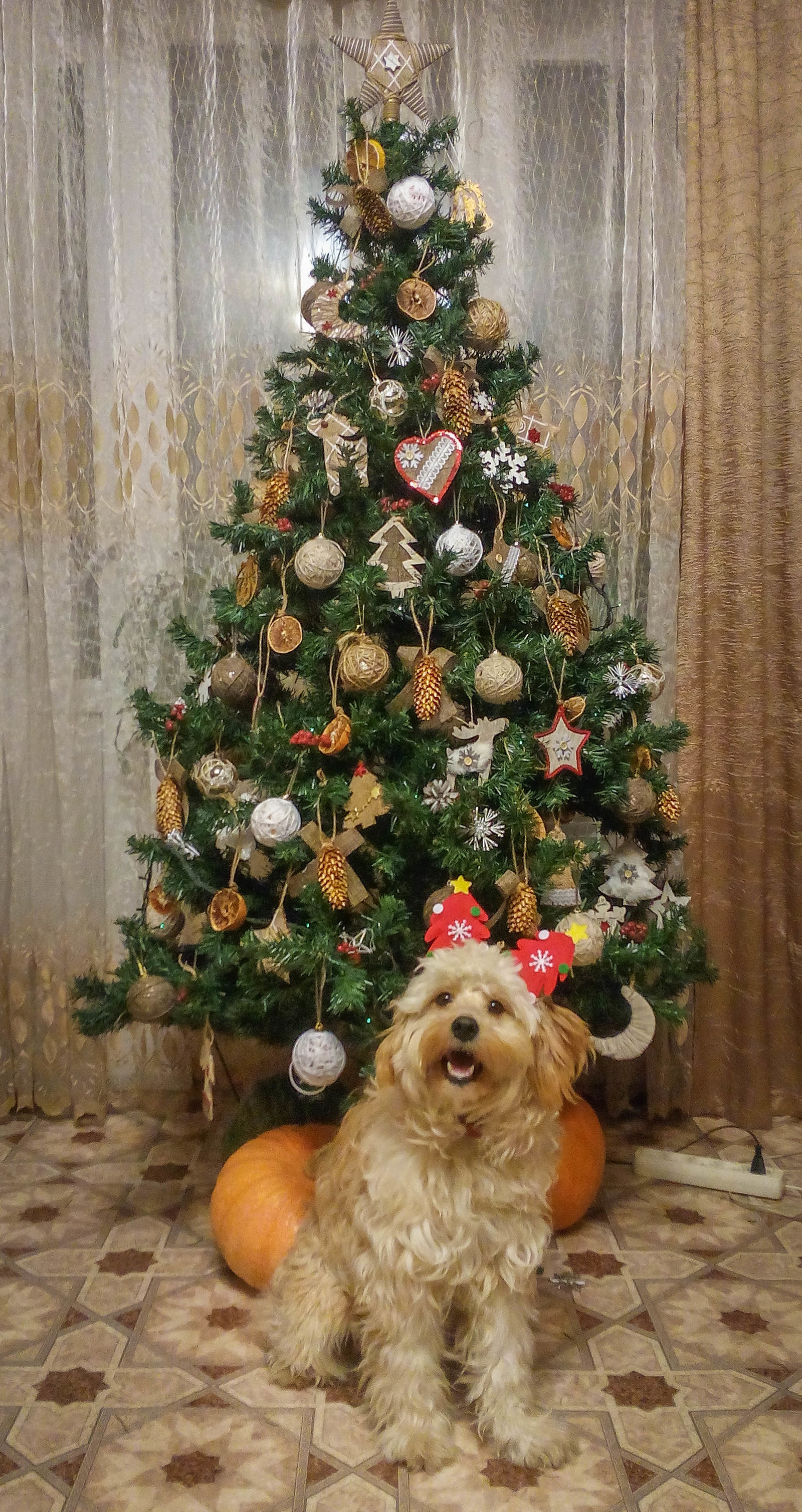 My yellow dog - My, New Year, Dog, Christmas trees, Milota, Holiday greetings