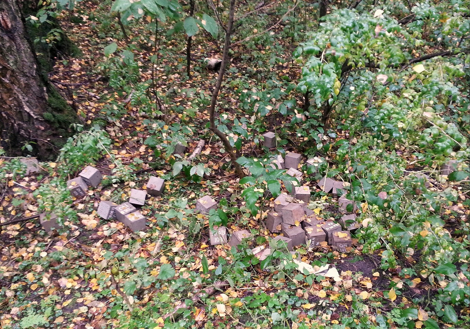 Concrete cubes in the forest - My, Forest, Mystery, Find, Elk Island