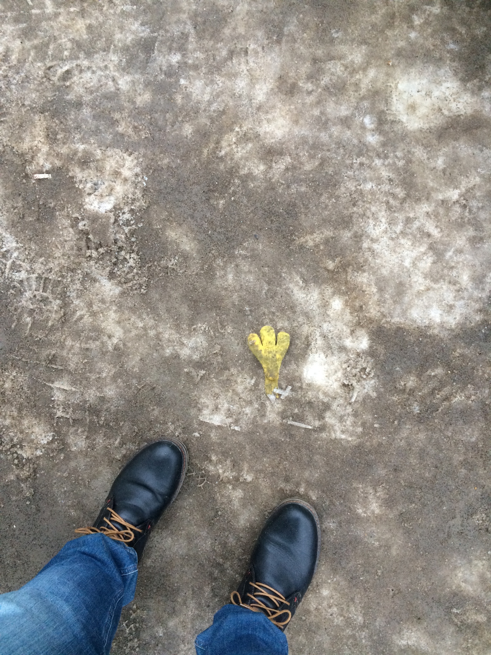 Which chick lost her glove... - My, Gloves, Definition