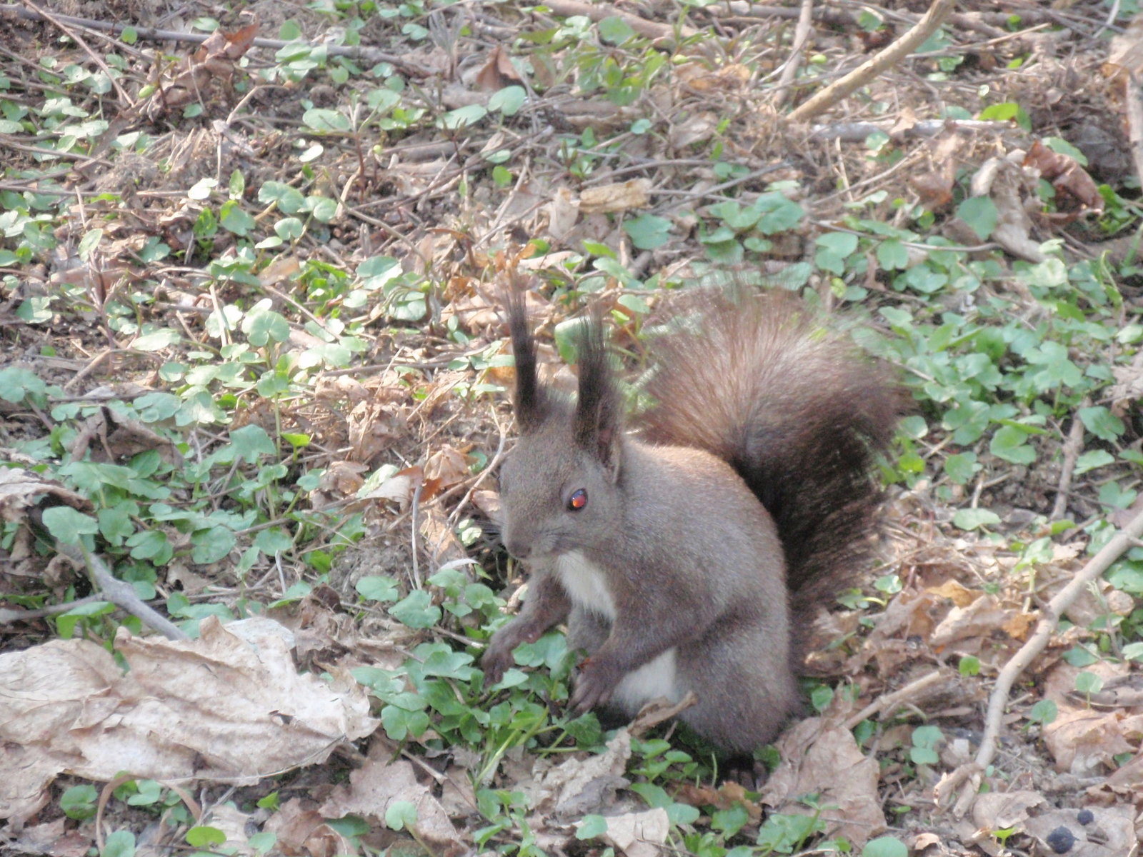 Squirrel in the park)) - My, Squirrel, The park, Spring, Beginning photographer